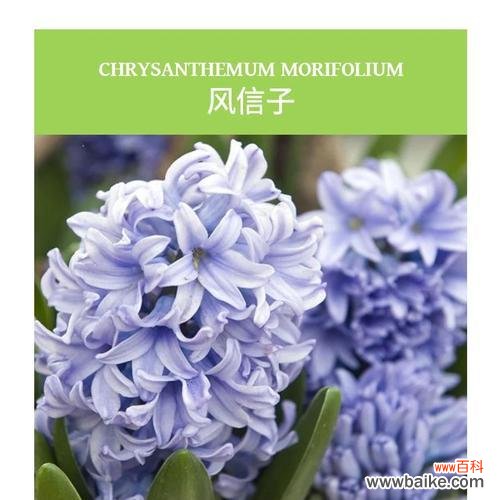 风信子的花语是什么?风信子话花语有哪些含义?