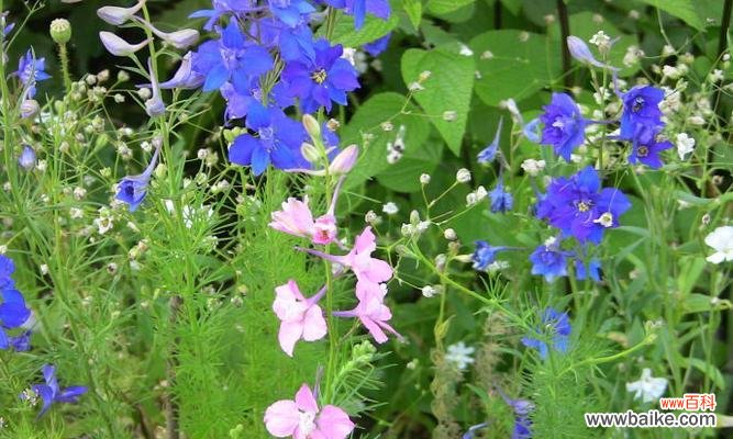 千叶菊的花语是什么意思?千叶菊象征着什么?