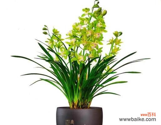 千叶菊的花语是什么意思?千叶菊象征着什么?