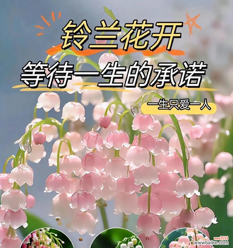 重瓣铃兰的花语有哪些?重瓣铃兰代表了什么?