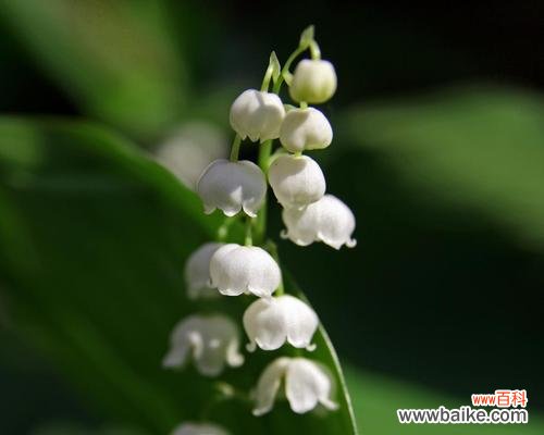 重瓣铃兰的花语有哪些?重瓣铃兰代表了什么?