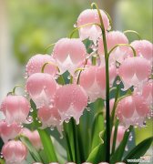 重瓣铃兰的花语有哪些？重瓣铃兰代表了什么？