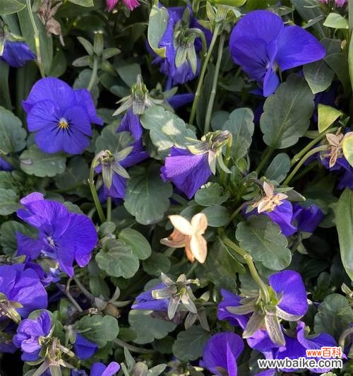 三色董的花语是什么？三色董花语有哪些含义？