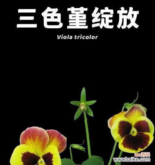 三色董的花语是什么？三色董花语有哪些含义？