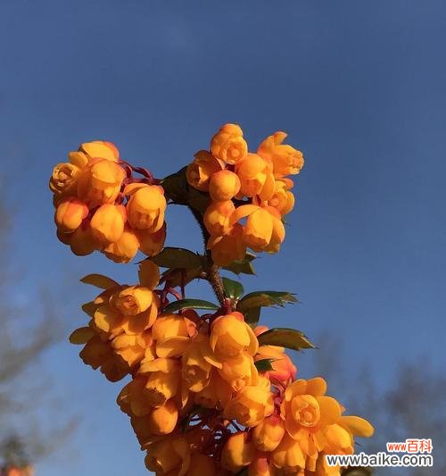 绿朱草的花语是什么意思?绿朱草象征着什么?