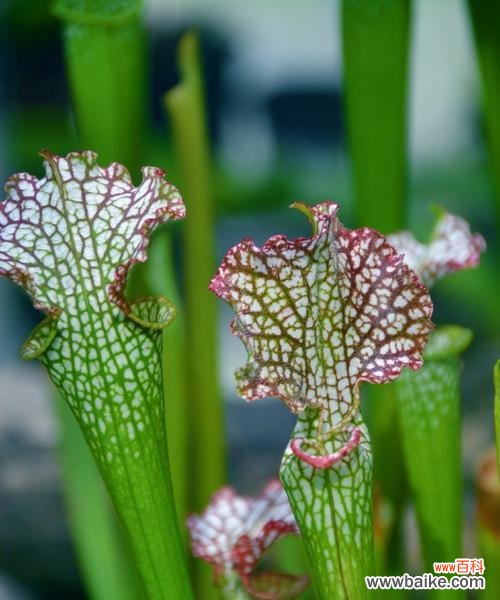 绿朱草的花语是什么意思?绿朱草象征着什么?