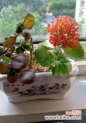 牧舟花的花语有哪些？牧舟花代表了什么？