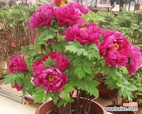 牧舟花的花语有哪些？牧舟花代表了什么？