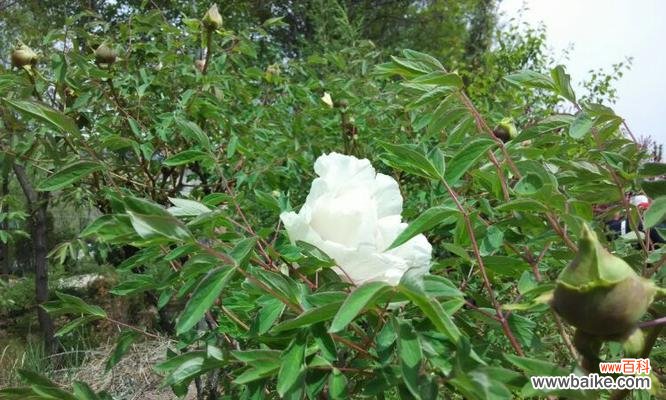 牧舟花的花语有哪些？牧舟花代表了什么？