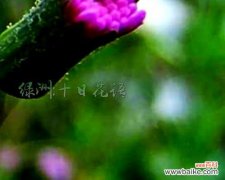 紫背兰的花语是什么？紫背兰象征着什么？