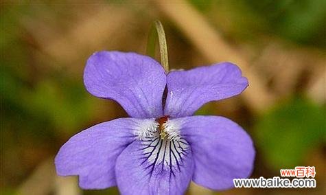 紫背兰的花语是什么？紫背兰象征着什么？