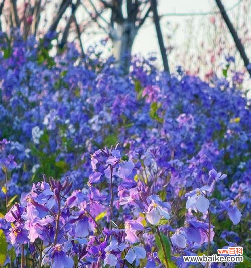 紫背兰的花语是什么？紫背兰象征着什么？