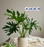 春羽树的花语是什么意思？春羽树代表了什么？