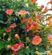 杜凌霄花的花语是什么？杜凌霄花花语有哪些含义？