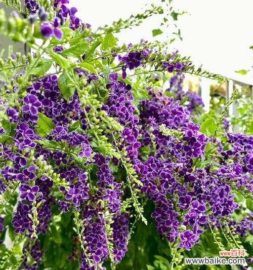 金露花的花语是什么?金露花代表了哪些含义?