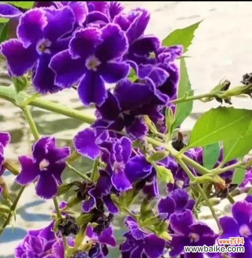金露花的花语是什么?金露花代表了哪些含义?
