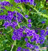 金露花的花语是什么？金露花代表了哪些含义？