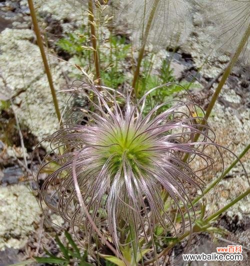 白头翁草花语是什么?它象征着什么意义?