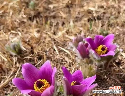 白头翁草花语是什么?它象征着什么意义?