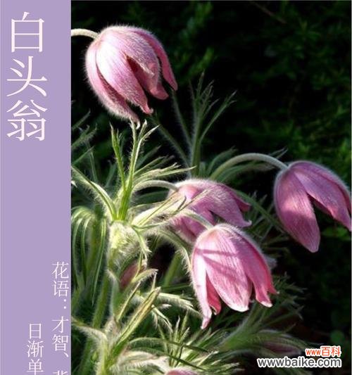 白头翁草花语是什么?它象征着什么意义?