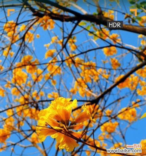 红风铃木的花语有哪些?它代表了哪些情感?