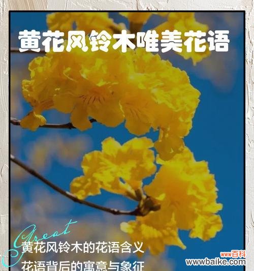红风铃木的花语有哪些?它代表了哪些情感?