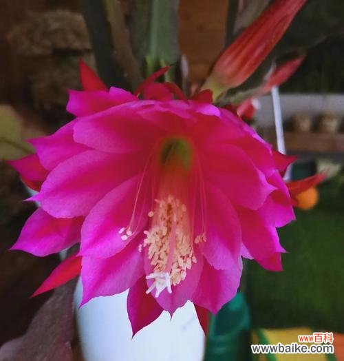 昙花的花语象征着什么?它在文化中扮演什么角色?