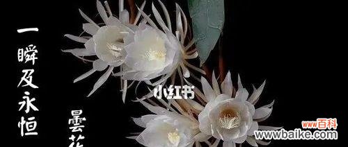 昙花的花语象征着什么?它在文化中扮演什么角色?