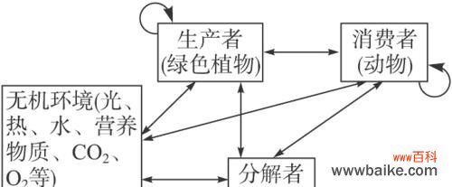 桃之卵的花语是什么?它传递了怎样的信息?