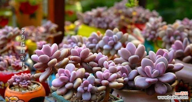 桃之卵的花语是什么?它传递了怎样的信息?