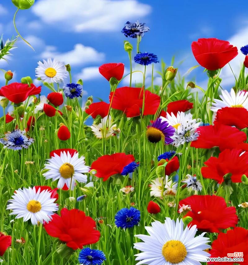 野匊花的花语有哪些？它在花语中代表什么？