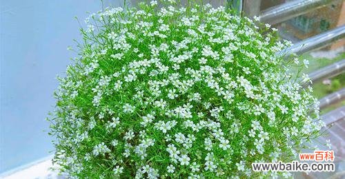 蹄盖蕨的花语是什么?它有何特别含义?