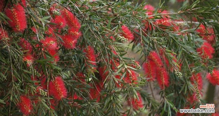 桃金娘花语的神秘力量与传说 桃金娘