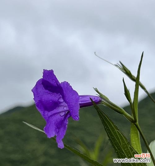 桃金娘花语的神秘力量与传说 桃金娘