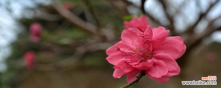 桃花之美 桃花之美