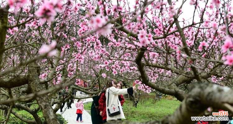 桃花之美 桃花之美
