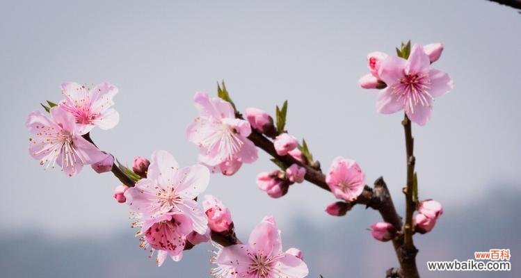 桃花之美 桃花之美