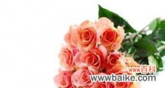 铁海棠的花语与寓意以及象征的深层意义 铁海棠