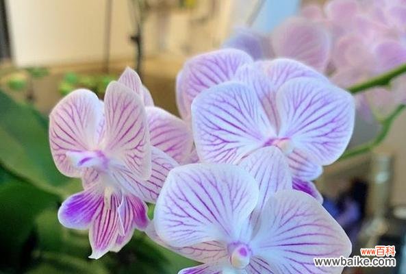 探寻蝴蝶兰的独特之处 天蓝色的蝴蝶兰的象征意义