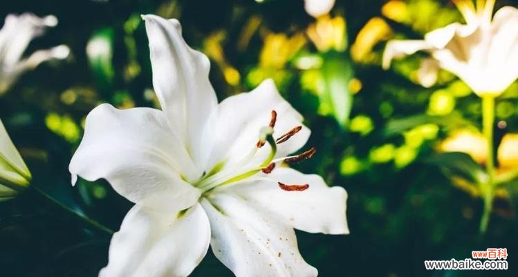 探寻花海中的神秘力量，传承跳舞草的奇幻传说 舞动繁花的跳舞草——花语和传说