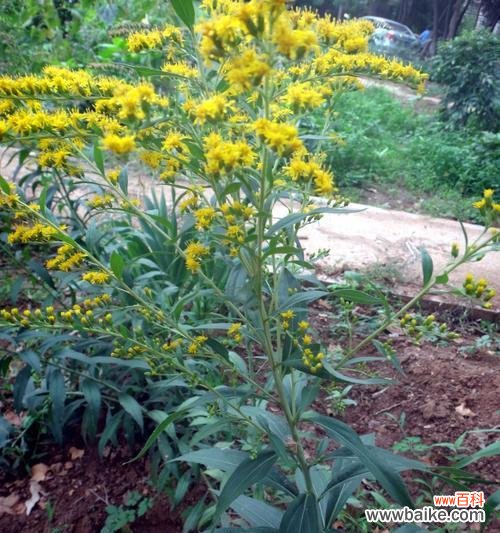 探寻花海中的神秘力量，传承跳舞草的奇幻传说 舞动繁花的跳舞草——花语和传说