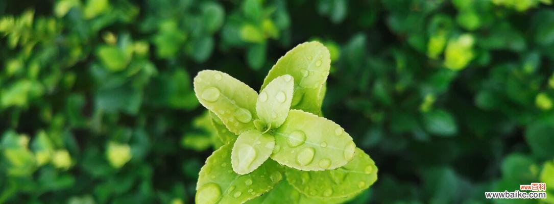 探寻花海中的神秘力量，传承跳舞草的奇幻传说 舞动繁花的跳舞草——花语和传说