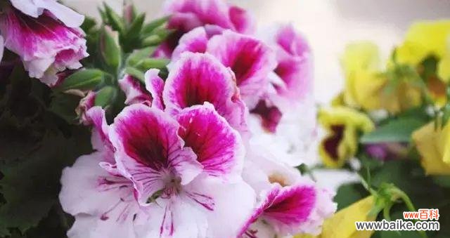 探秘天竺葵的神秘语言，传达情感与祝福 天竺葵花语与代表意义