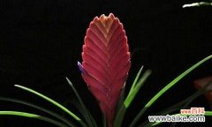 探寻铁兰花的内涵与象征 铁兰花语