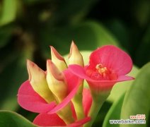 铁海棠，向世界展示生命的力量 铁海棠