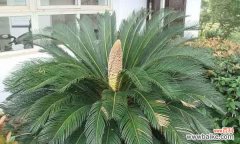 传说中的铁树花开与闭 铁树花的神奇寓意