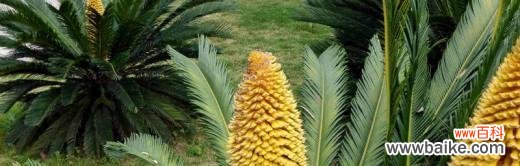 铁树生肖 铁树生肖的象征意义及其深远影响