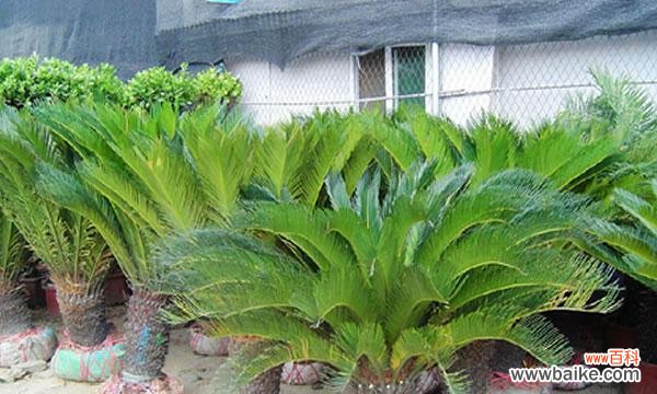 铁树生肖 铁树生肖的象征意义及其深远影响