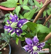 以坚韧为，探索铁线莲的内涵与价值 铁线莲的寓意象征与人生启示