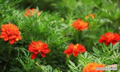 用孔雀草的花语 孔雀草的花语——爱的守护者